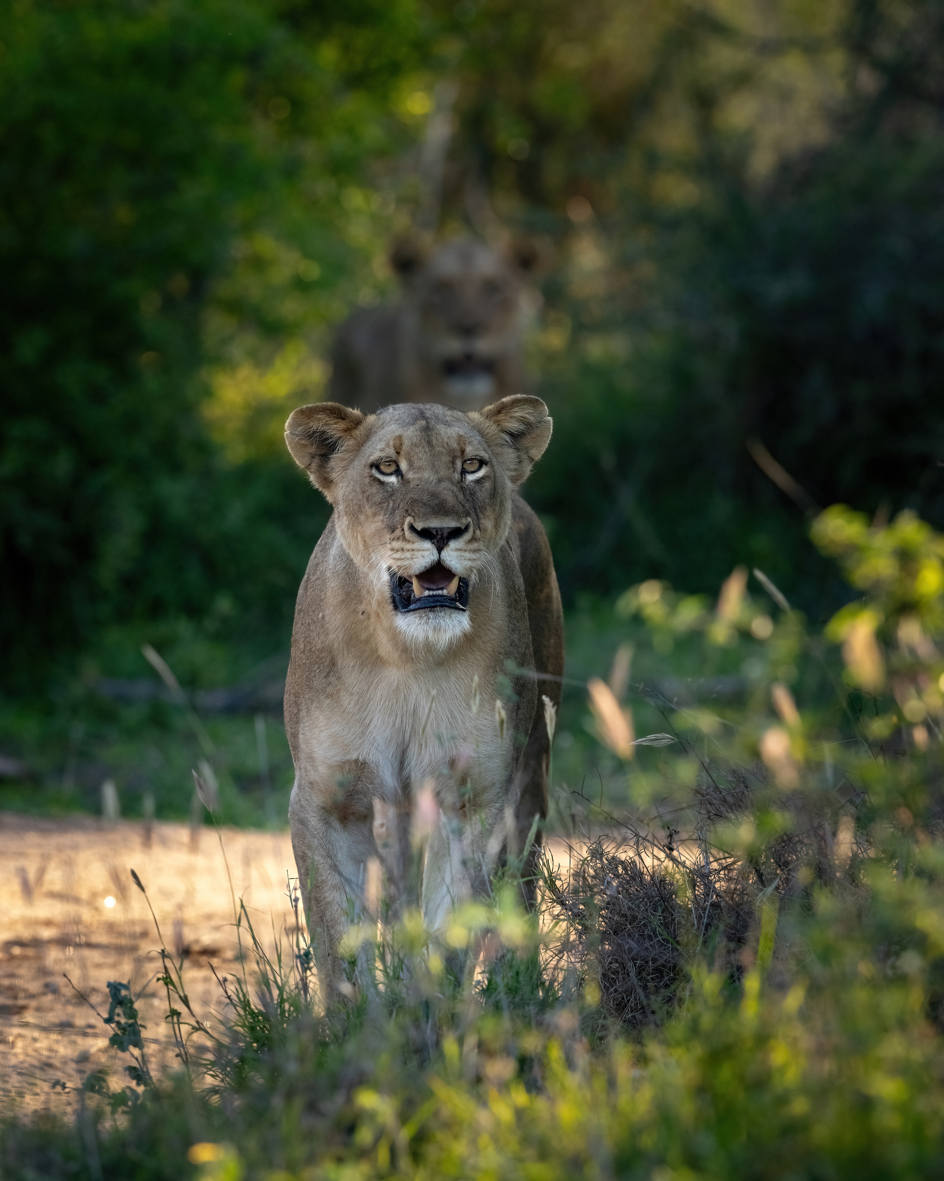 Lion Sands River Lodge